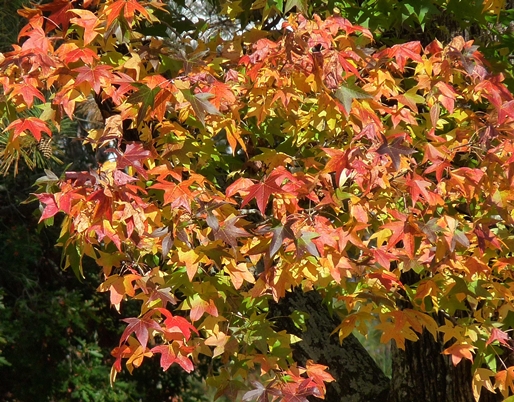 {Liquidambar styraciflua}